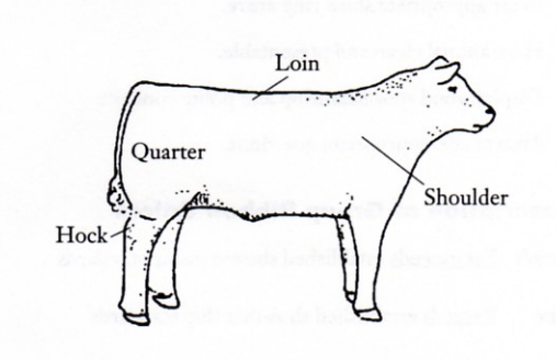 Diagram of beef cattle body parts.
